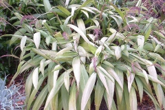 Palm-Grass-Plants