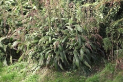 Palm-Grass-plant-growing-wild