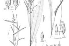 Plant-Illustration-of-Palm-Grass