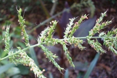 Seed-heads-of-Palm-Grass