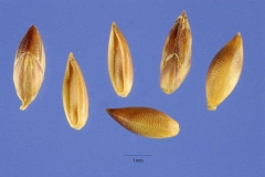 Seeds-of-Palm-Grass
