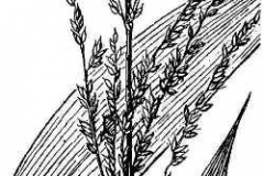 Sketch-of-Palm-Grass