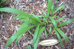 Small-Palm-Grass-plant