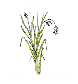 Plant-Illustration-of-Palmarosa