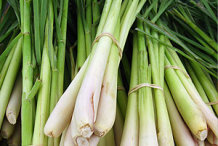 Bunch-of-Palmarosa-plant