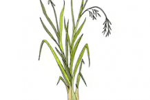 Plant-Illustration-of-Palmarosa