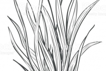 Sketch-of-Palmarosa-plant