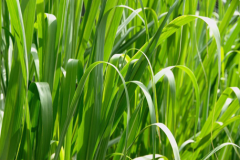 Leaves-of-Palmarosa-plant