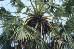 Female-Palmyra-tree-showing-foliage-crown-with-fruit