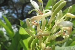 Flowers-of-Pandan