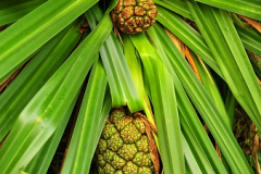Fruits-of-Pandan