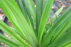 Leaves-of-Pandan