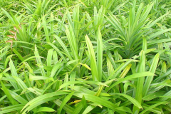Pandan-plant-growing-wild