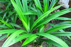 Pandan-plant