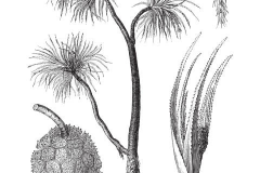 Plant-illustration-of-Pandan