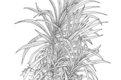 Sketch-of-Pandan
