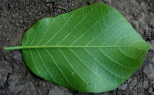 Ventral-view-of-Papaturro--leaf