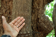 Bark-of-Papaturro-plant