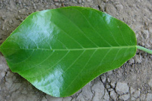 Dorsal-view-of-Papaturro-Leaf