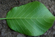Ventral-view-of-Papaturro--leaf