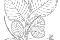 Papaturro-plant-sketch