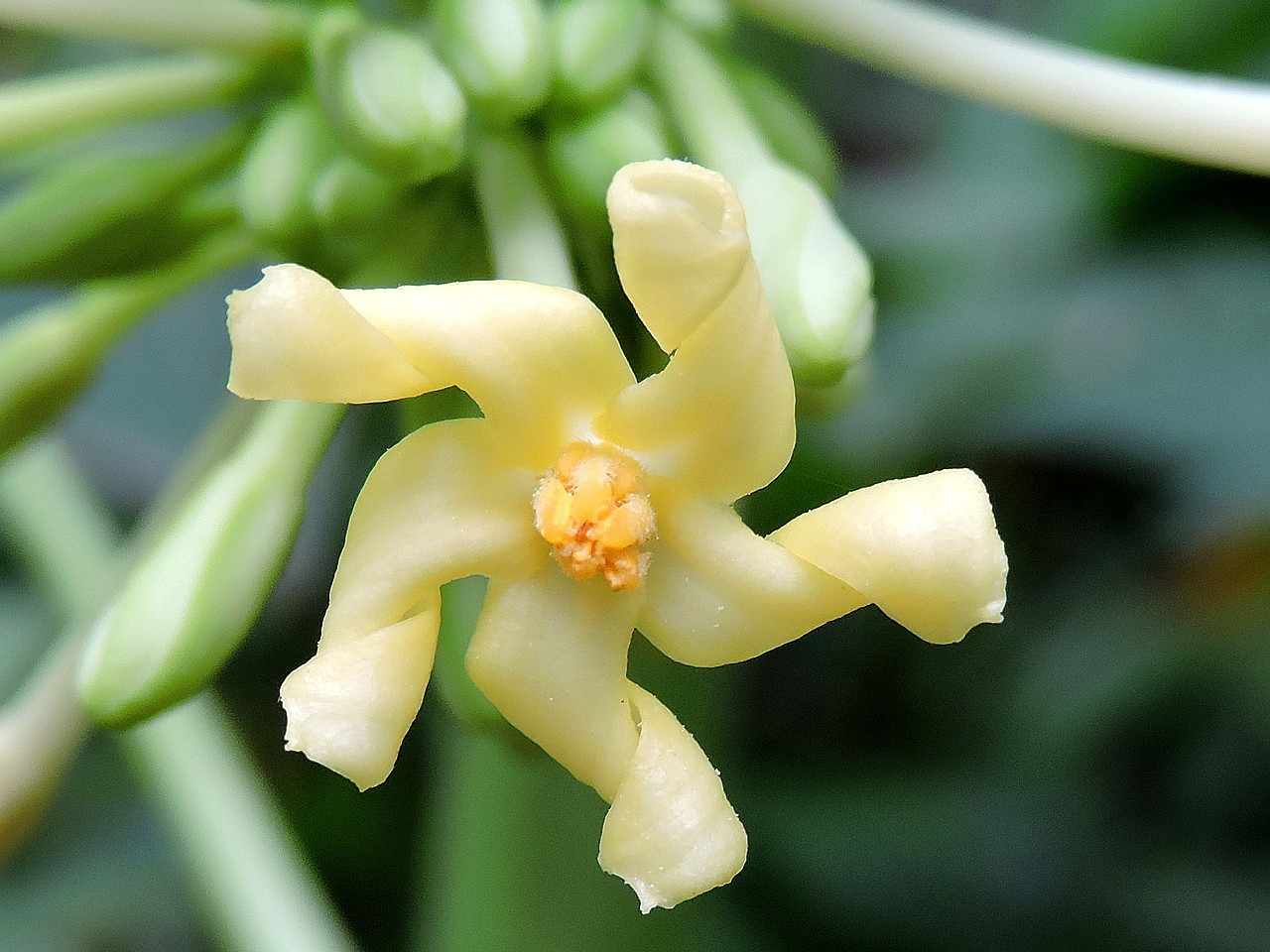 Close-up-flower-of-Papaya