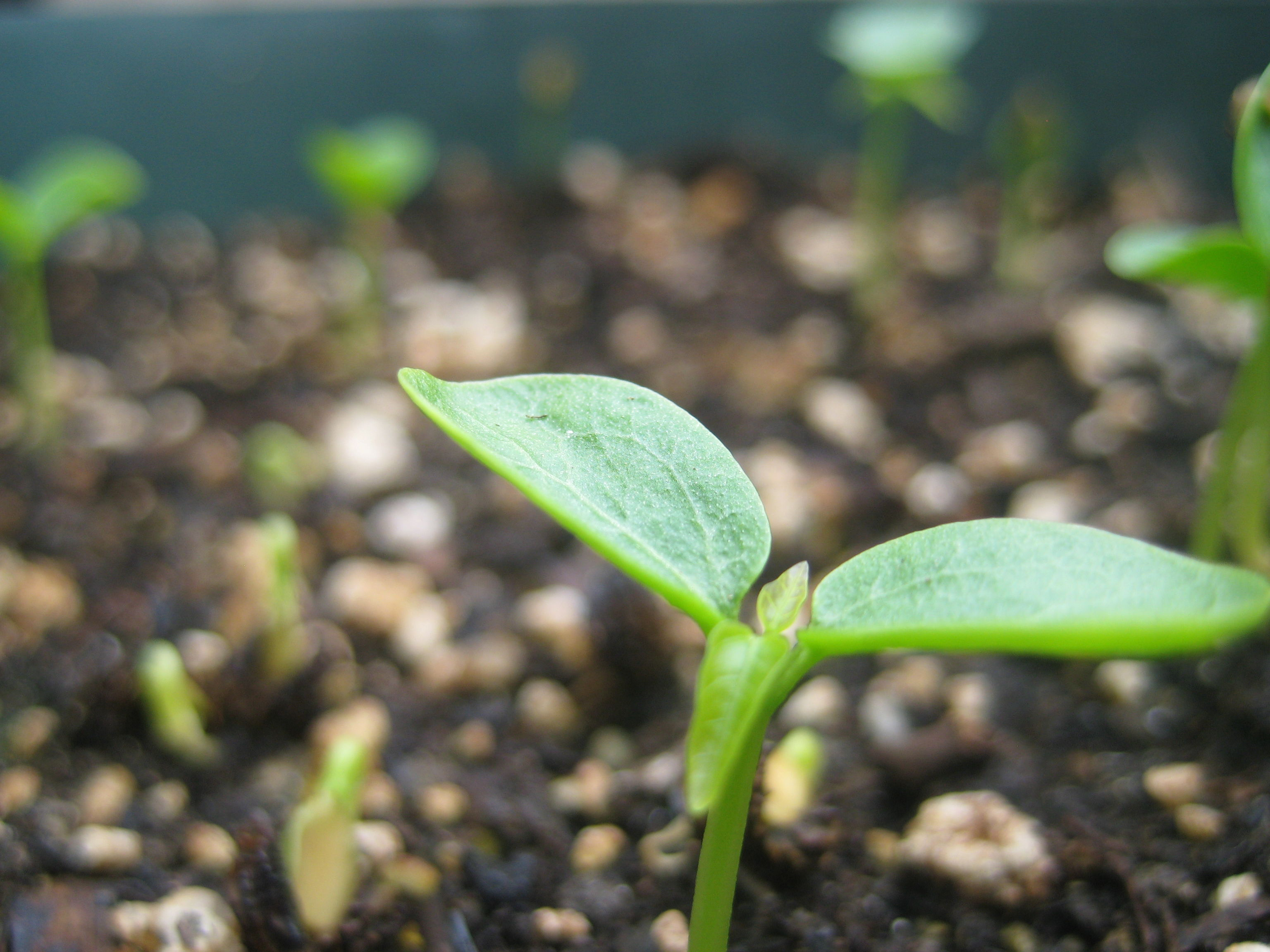 Close-up-view-of-seedlings