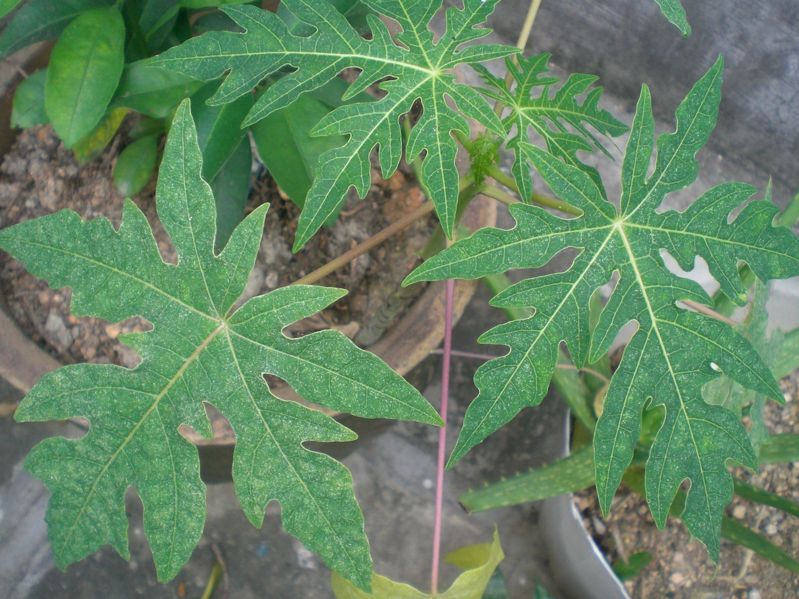 Papaya-leaves