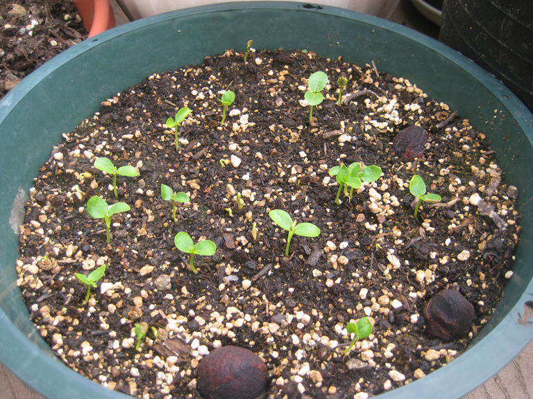 Papaya-seedlings