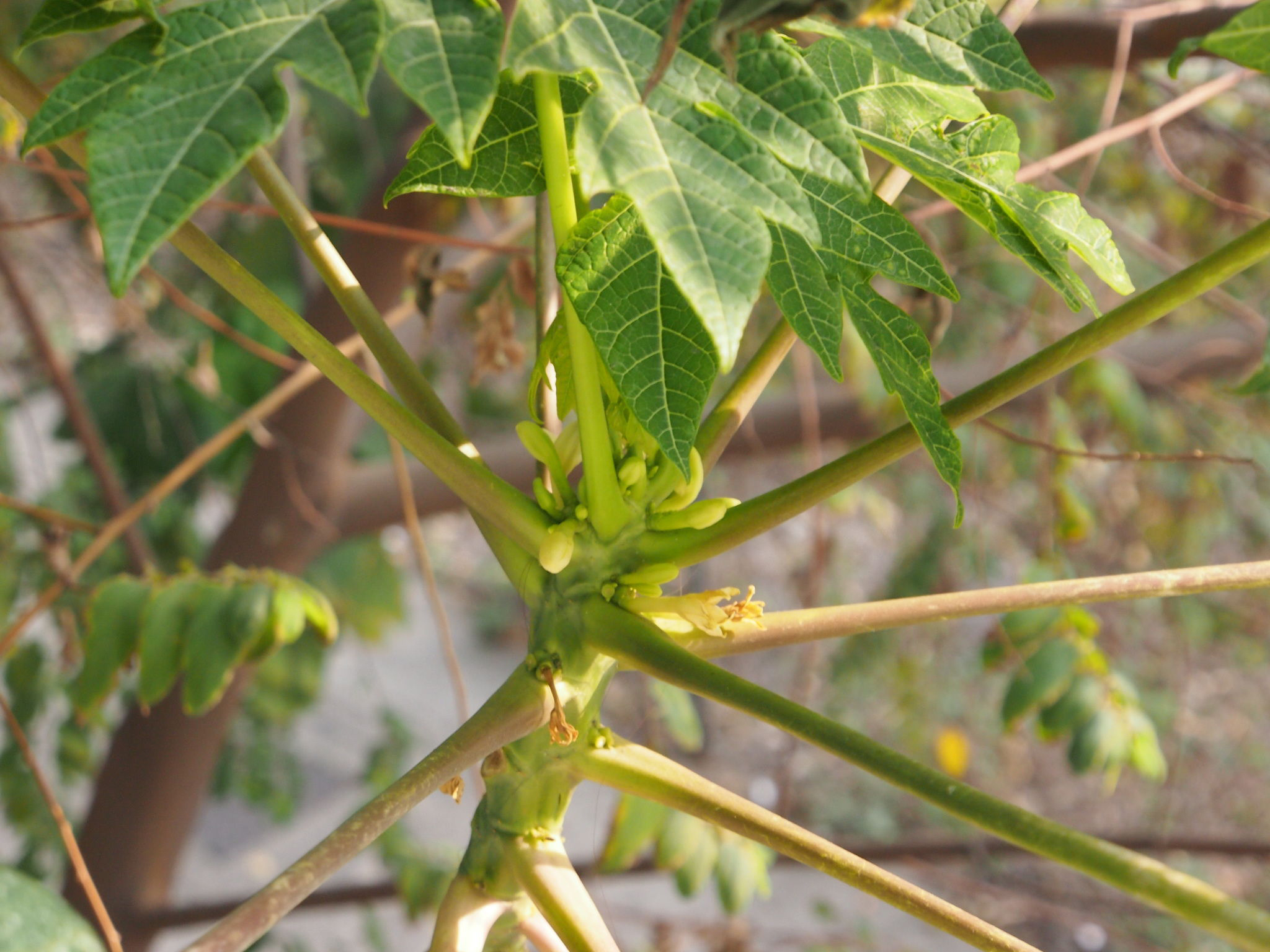 Papaya-stem