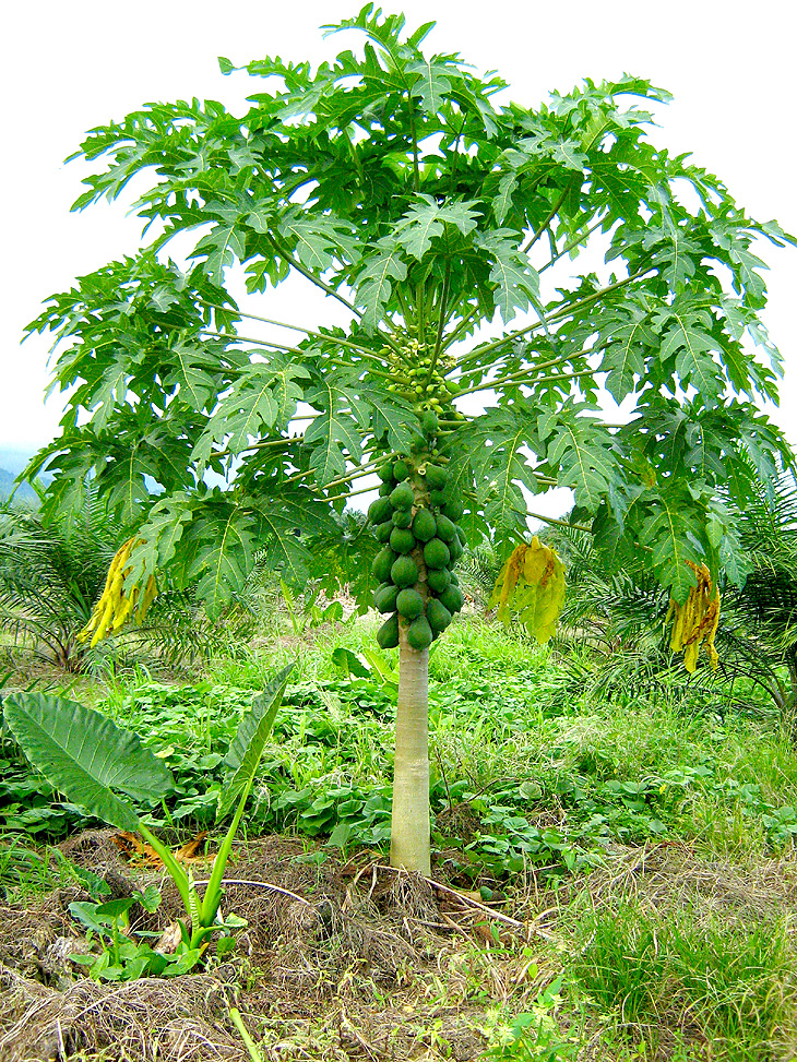 Papaya-tree