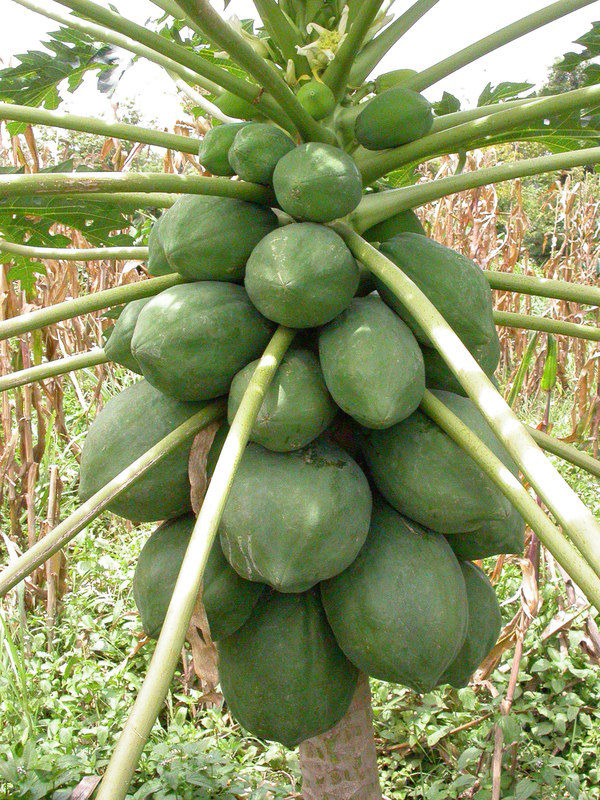 Unripe-papaya