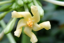 Close-up-flower-of-Papaya