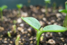 Close-up-view-of-seedlings