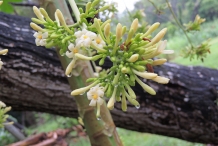 Flower-bud-of-Papaya