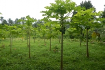 Papaya-farm