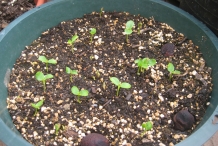 Papaya-seedlings