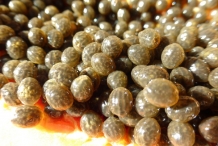 Papaya-seeds