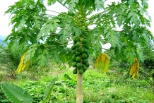 Papaya-tree
