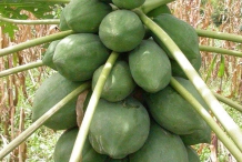 Unripe-papaya