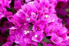 Flower-of-Paper-flower-plant