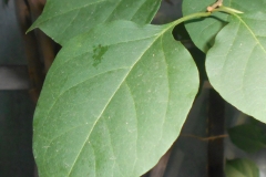Leaves-of-Paper-flower
