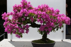Paper-flower-bonsai