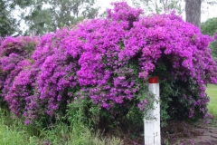 Paper-flower-plant-growing-wild