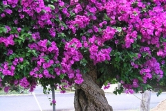 Paper-flower-plant