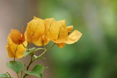 Paper-flower-with-yellow-bract