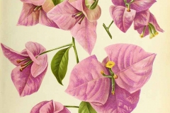 Plant-Illustration-of-Paper-flower