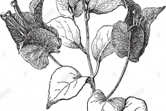 Sketch-of-Paper-flower