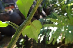 Thorn-of-Paper-flower-plant
