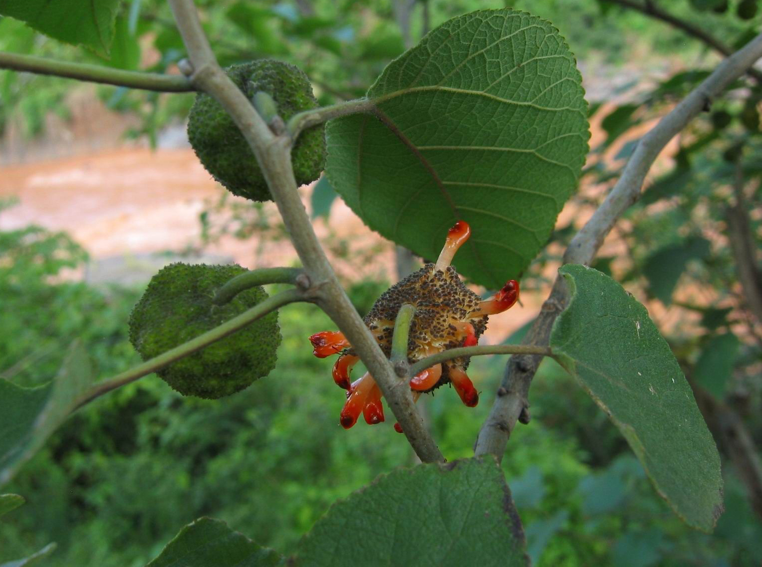 Paper mulberry flower